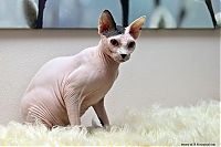 TopRq.com search results: Canadian Hairless, Sphynx cat