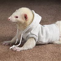 Fauna & Flora: ferrets in sweaters