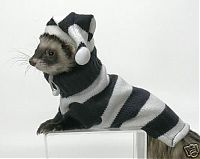 Fauna & Flora: ferrets in sweaters