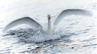 TopRq.com search results: animal photography