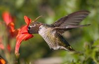 TopRq.com search results: animal photography
