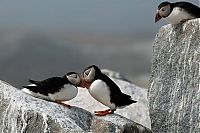 Fauna & Flora: animal photography