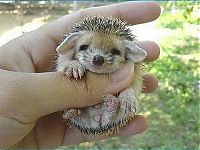 Fauna & Flora: baby hedgehog