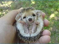 Fauna & Flora: baby hedgehog