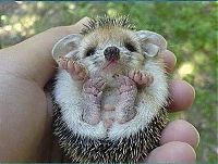 Fauna & Flora: baby hedgehog