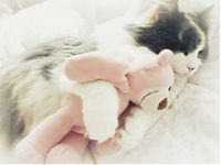 Fauna & Flora: pets with stuffed toys