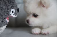 Fauna & Flora: pets with stuffed toys