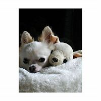 TopRq.com search results: pets with stuffed toys