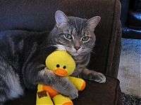 TopRq.com search results: pets with stuffed toys