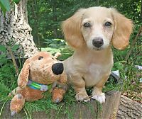 TopRq.com search results: pets with stuffed toys