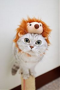 TopRq.com search results: pets with stuffed toys