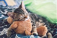 TopRq.com search results: pets with stuffed toys