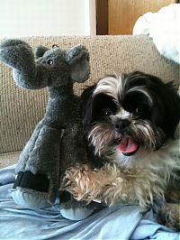 TopRq.com search results: pets with stuffed toys