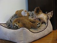 TopRq.com search results: pets with stuffed toys