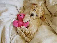 TopRq.com search results: pets with stuffed toys