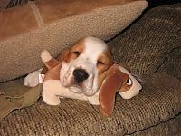 TopRq.com search results: pets with stuffed toys