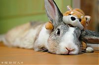 TopRq.com search results: pets with stuffed toys