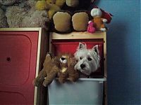 TopRq.com search results: pets with stuffed toys