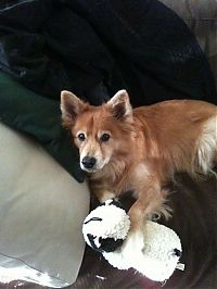 TopRq.com search results: pets with stuffed toys