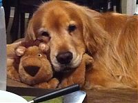 TopRq.com search results: pets with stuffed toys