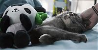 TopRq.com search results: pets with stuffed toys