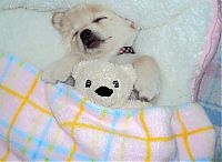 TopRq.com search results: pets with stuffed toys