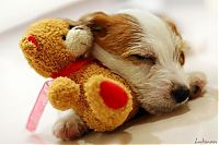 TopRq.com search results: pets with stuffed toys