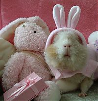 TopRq.com search results: pets with stuffed toys