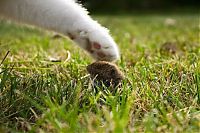 Fauna & Flora: cats paw and mouse