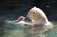 TopRq.com search results: animal family