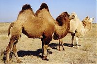 Fauna & Flora: camels around the world