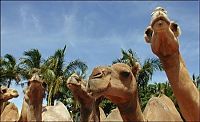 Fauna & Flora: camels around the world