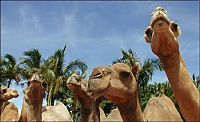 TopRq.com search results: camels around the world