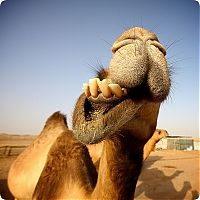 Fauna & Flora: camels around the world