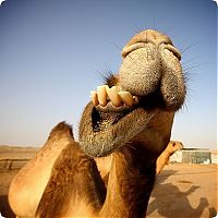 TopRq.com search results: camels around the world