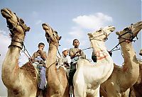 TopRq.com search results: camels around the world