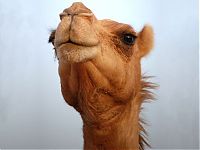 TopRq.com search results: camels around the world