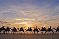 TopRq.com search results: camels around the world