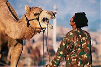 Fauna & Flora: camels around the world