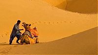 TopRq.com search results: camels around the world