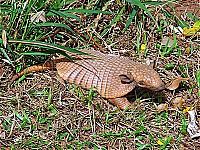 Fauna & Flora: baby armadillo