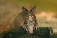 Fauna & Flora: baby armadillo