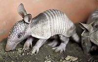 TopRq.com search results: baby armadillo