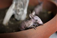 Fauna & Flora: baby armadillo