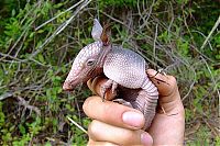 Fauna & Flora: baby armadillo