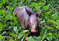 Fauna & Flora: baby armadillo