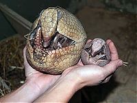 Fauna & Flora: baby armadillo