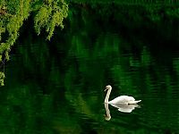 Fauna & Flora: swan bird