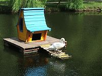 Fauna & Flora: swan bird