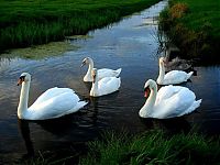 TopRq.com search results: swan bird